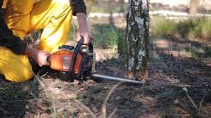 Best Hazardous Tree Removal  in Tarpey Village, CA