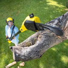 Best Lawn Renovation and Restoration  in Tarpey Village, CA