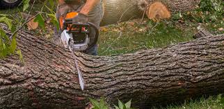 Best Storm Damage Tree Cleanup  in Tarpey Village, CA