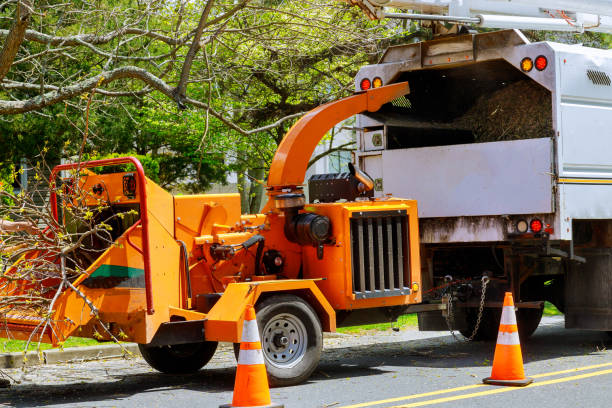 Best Tree Health Inspection  in Tarpey Village, CA